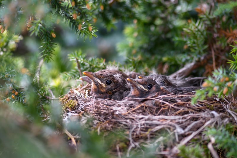 Phoenix nest